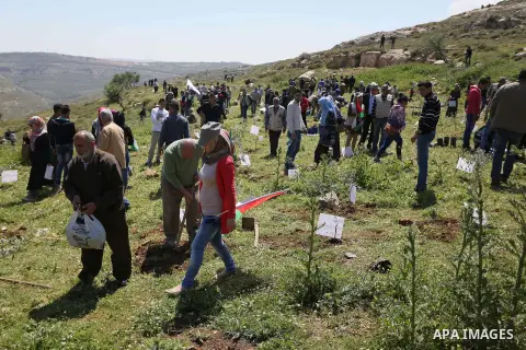 Palestinian volunteers plant olive trees, bearing the names of Palestinians who were killed amid a wave of violence that erupted in October, in the mountains near the Palestinian town of al-Bireh on the outskirts of Rama...