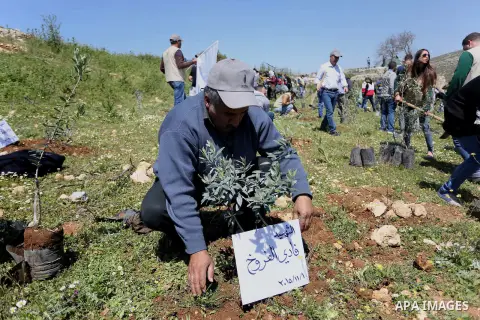 Palestinian volunteers plant olive trees, bearing the names of Palestinians who were killed amid a wave of violence that erupted in October, in the mountains near the Palestinian town of al-Bireh on the outskirts of Rama...