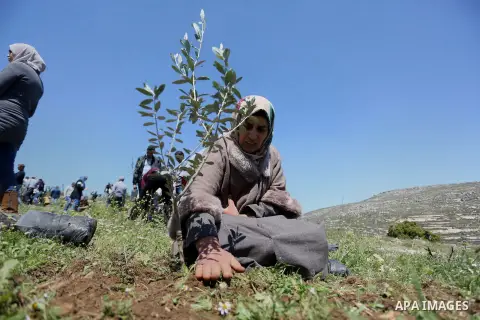 Palestinian volunteers plant olive trees, bearing the names of Palestinians who were killed amid a wave of violence that erupted in October, in the mountains near the Palestinian town of al-Bireh on the outskirts of Rama...