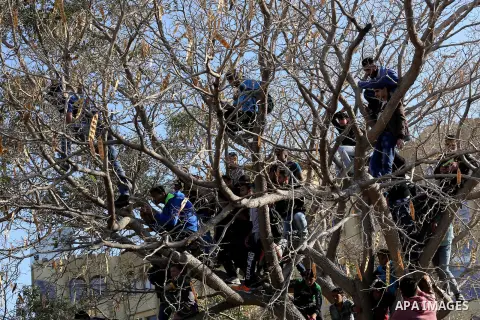 Palestinians climb over a tree as they watch a cultural carnival organized by Gaza Municipality in Gaza City April 1, 2016. Photo by Mohammed Asad