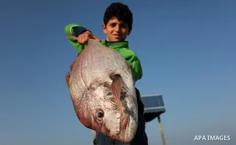 A Palestinian boy displays fish for sale, in Gaza seaport, on April 4, 2016. Israel on Sunday extended the distance it permits Gaza fishermen to head out to sea along certain parts of the coastline of the enclave, which...