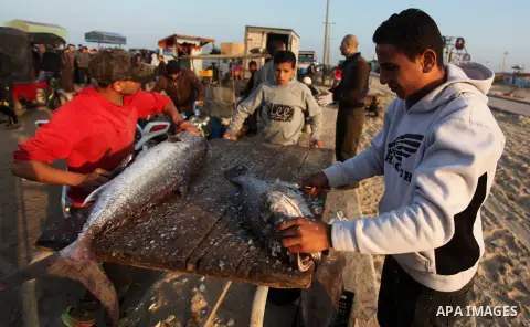 Palestinian fishermen display fish for sale, in Gaza seaport, on April 4, 2016. Israel on Sunday extended the distance it permits Gaza fishermen to head out to sea along certain parts of the coastline of the enclave, whi...
