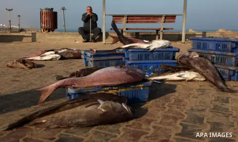 Palestinian fishermen display fish for sale, in Gaza seaport, on April 4, 2016. Israel on Sunday extended the distance it permits Gaza fishermen to head out to sea along certain parts of the coastline of the enclave, whi...