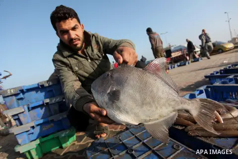 A Palestinian fisherman displays fish for sale, in Gaza seaport, on April 4, 2016. Israel on Sunday extended the distance it permits Gaza fishermen to head out to sea along certain parts of the coastline of the enclave,...