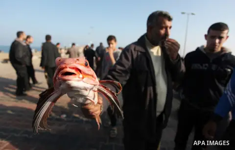 Palestinian fishermen display fish for sale, in Gaza seaport, on April 4, 2016. Israel on Sunday extended the distance it permits Gaza fishermen to head out to sea along certain parts of the coastline of the enclave, whi...