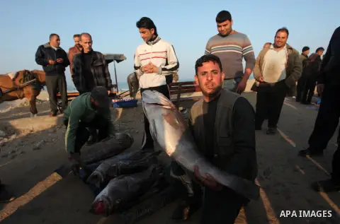 Palestinian fishermen display fish for sale, in Gaza seaport, on April 4, 2016. Israel on Sunday extended the distance it permits Gaza fishermen to head out to sea along certain parts of the coastline of the enclave, whi...