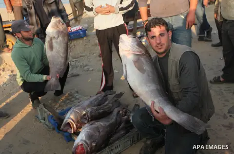 Palestinian fishermen display fish for sale, in Gaza seaport, on April 4, 2016. Israel on Sunday extended the distance it permits Gaza fishermen to head out to sea along certain parts of the coastline of the enclave, whi...