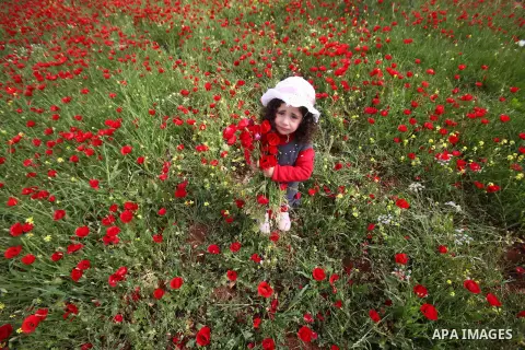 A Palestinian girl harvests red carpets of Anemone Coronaria flowers, in the West Bank city of Nablus, on April 6, 2016. Photo by Nedal Eshtayah