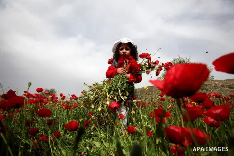 A Palestinian girl harvests red carpets of Anemone Coronaria flowers, in the West Bank city of Nablus, on April 6, 2016. Photo by Nedal Eshtayah