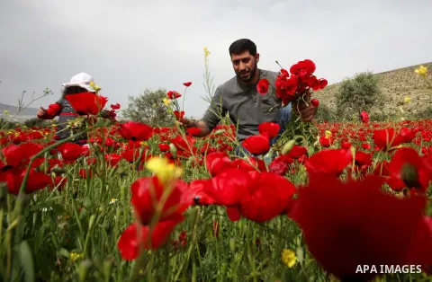 A Palestinian man harvests red carpets of Anemone Coronaria flowers, in the West Bank city of Nablus, on April 6, 2016. Photo by Nedal Eshtayah