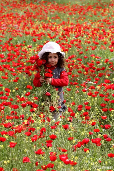 A Palestinian girl harvests red carpets of Anemone Coronaria flowers, in the West Bank city of Nablus, on April 6, 2016. Photo by Nedal Eshtayah