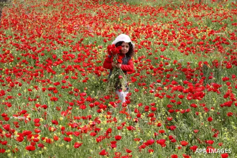A Palestinian girl harvests red carpets of Anemone Coronaria flowers, in the West Bank city of Nablus, on April 6, 2016. Photo by Nedal Eshtayah
