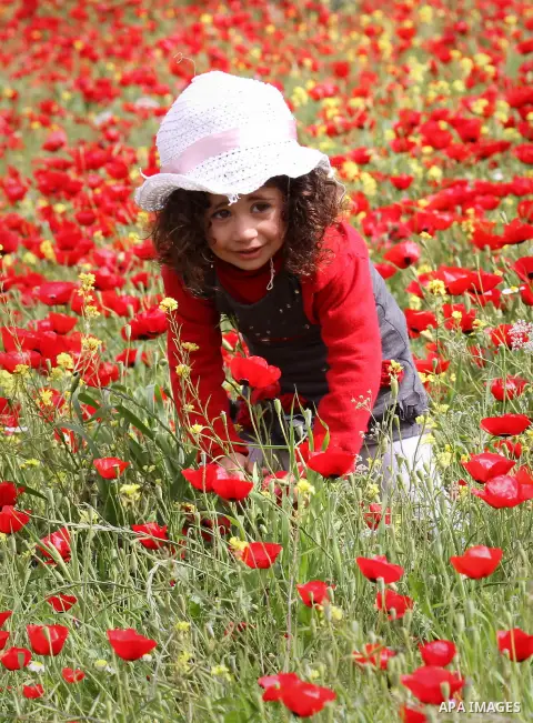 A Palestinian girl harvests red carpets of Anemone Coronaria flowers, in the West Bank city of Nablus, on April 6, 2016. Photo by Nedal Eshtayah