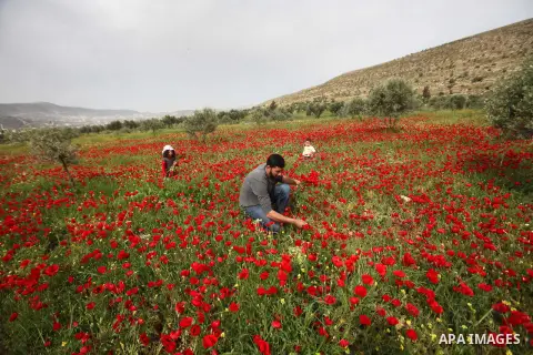 A Palestinian man harvests red carpets of Anemone Coronaria flowers, in the West Bank city of Nablus, on April 6, 2016. Photo by Nedal Eshtayah