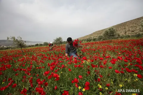 A Palestinian man harvests red carpets of Anemone Coronaria flowers, in the West Bank city of Nablus, on April 6, 2016. Photo by Nedal Eshtayah