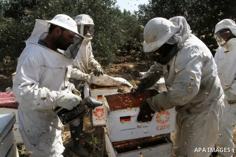 Palestinian beekeepers remove trays from a beehive to collect honey at a honey-bee farm in Bureij Refugee Camp, central Gaza Strip, on April 16, 2016. Beekeepers collect honey and wax from the beehives at this time of ye...