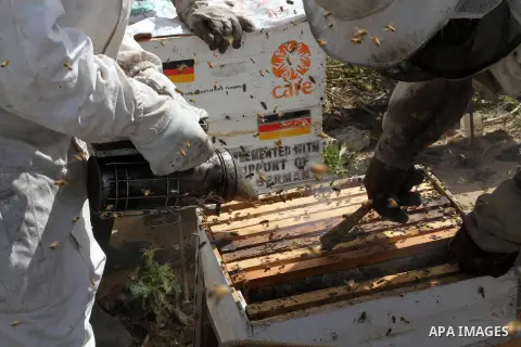 Palestinian beekeepers remove trays from a beehive to collect honey at a honey-bee farm in Bureij Refugee Camp, central Gaza Strip, on April 16, 2016. Beekeepers collect honey and wax from the beehives at this time of ye...