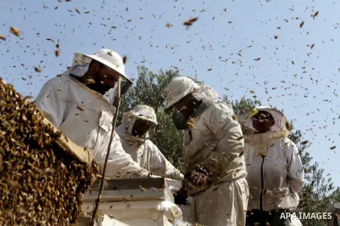 Palestinian beekeepers remove trays from a beehive to collect honey at a honey-bee farm in Bureij Refugee Camp, central Gaza Strip, on April 16, 2016. Beekeepers collect honey and wax from the beehives at this time of ye...