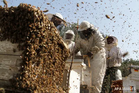 Palestinian beekeepers remove trays from a beehive to collect honey at a honey-bee farm in Bureij Refugee Camp, central Gaza Strip, on April 16, 2016. Beekeepers collect honey and wax from the beehives at this time of ye...