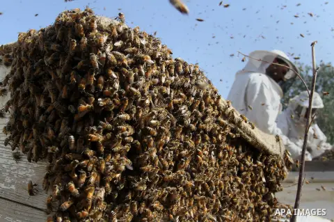 Palestinian beekeepers remove trays from a beehive to collect honey at a honey-bee farm in Bureij Refugee Camp, central Gaza Strip, on April 16, 2016. Beekeepers collect honey and wax from the beehives at this time of ye...