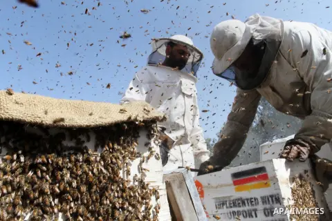 Palestinian beekeepers remove trays from a beehive to collect honey at a honey-bee farm in Bureij Refugee Camp, central Gaza Strip, on April 16, 2016. Beekeepers collect honey and wax from the beehives at this time of ye...