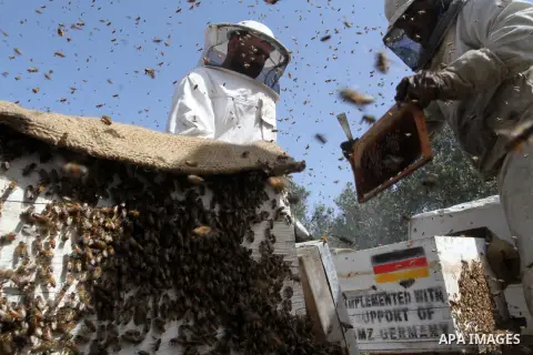 Palestinian beekeepers remove trays from a beehive to collect honey at a honey-bee farm in Bureij Refugee Camp, central Gaza Strip, on April 16, 2016. Beekeepers collect honey and wax from the beehives at this time of ye...