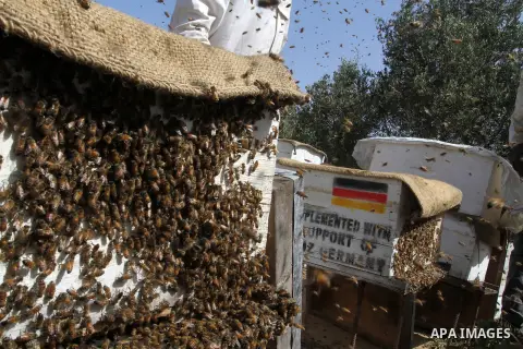 Palestinian beekeepers remove trays from a beehive to collect honey at a honey-bee farm in Bureij Refugee Camp, central Gaza Strip, on April 16, 2016. Beekeepers collect honey and wax from the beehives at this time of ye...