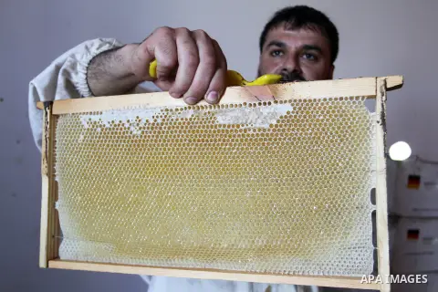 Palestinian beekeepers remove trays from a beehive to collect honey at a honey-bee farm in Bureij Refugee Camp, central Gaza Strip, on April 16, 2016. Beekeepers collect honey and wax from the beehives at this time of ye...