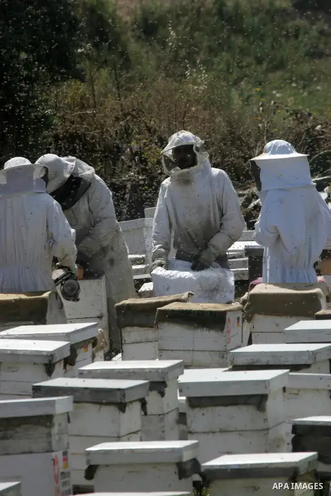 Palestinian beekeepers remove trays from a beehive to collect honey at a honey-bee farm in Bureij Refugee Camp, central Gaza Strip, on April 16, 2016. Beekeepers collect honey and wax from the beehives at this time of ye...
