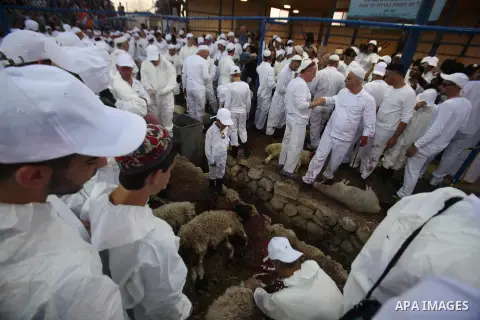 Members of the ancient Samaritan community participate in the ritual of Passover Sacrifice on Mount Grizim, overlooking the West Bank town of Nablus, April 20, 2016. Samaritans descended from the ancient Israelite tribes...