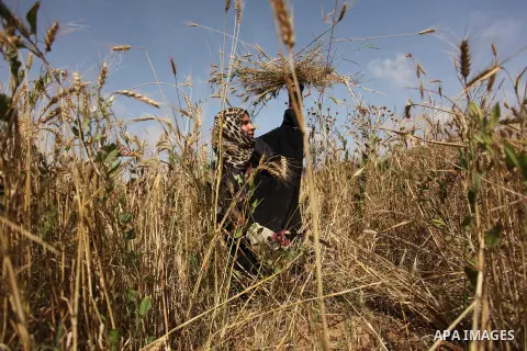 A Palestinian woman harvests wheat and barley on a farm in Khan Younis in the southern Gaza Strip. Photo by Ashraf Amra