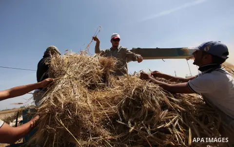 Palestinian men refine grinded barley during harvest on a farm in Khan Younis in the southern Gaza Strip. Photo by Ashraf Amra