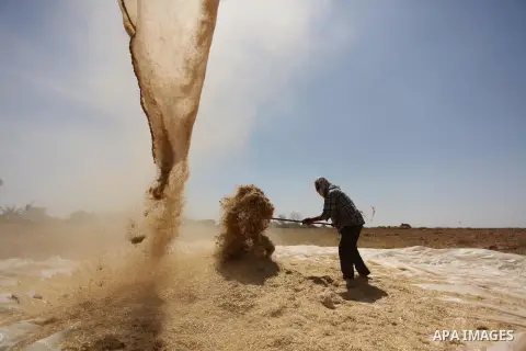 A Palestinian man refines grinded barley during harvest on a farm in Khan Younis in the southern Gaza Strip. Photo by Ashraf Amra
