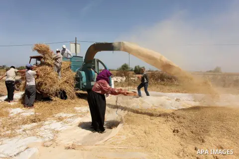 Palestinians harvest wheat and barley on a farm in Khan Younis in the southern Gaza Strip April 25, 2016. Photo by Ashraf Amra