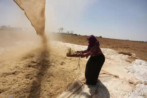 A Palestinian woman harvests wheat and barley on a farm in Khan Younis in the southern Gaza Strip. Photo by Ashraf Amra