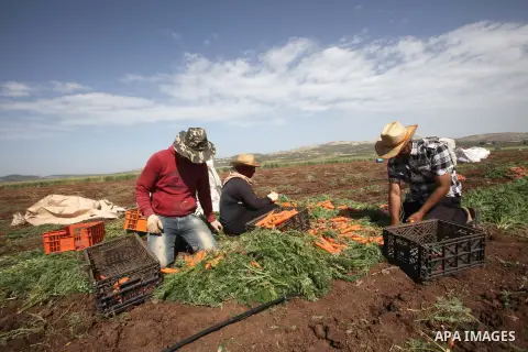 Palestinian farmers harvest a carrot crop, in the West Bank city of Jenin, on April 26, 2016. Photo by Nedal Eshtayah