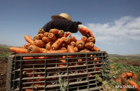 Palestinian farmers harvest a carrot crop, in the West Bank city of Jenin, on April 26, 2016. Photo by Nedal Eshtayah