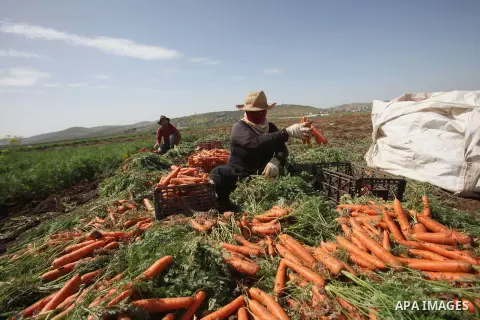 Palestinian farmers harvest a carrot crop, in the West Bank city of Jenin, on April 26, 2016. Photo by Nedal Eshtayah