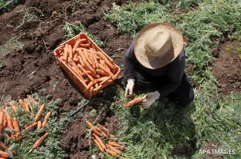 Palestinian farmers harvest a carrot crop, in the West Bank city of Jenin, on April 26, 2016. Photo by Nedal Eshtayah