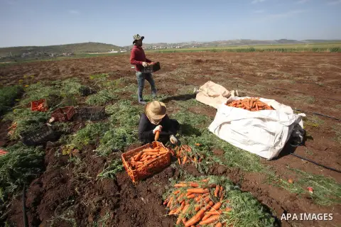 Palestinian farmers harvest a carrot crop, in the West Bank city of Jenin, on April 26, 2016. Photo by Nedal Eshtayah