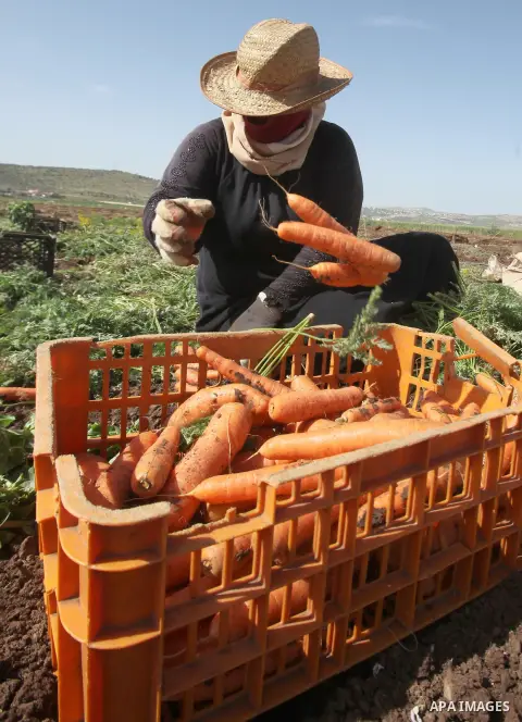 Palestinian farmers harvest a carrot crop, in the West Bank city of Jenin, on April 26, 2016. Photo by Nedal Eshtayah