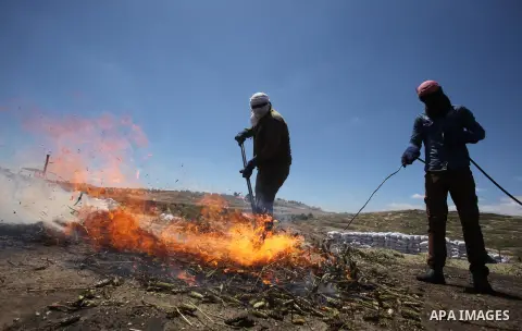Palestinian farmers roast harvested green wheat while producing the "Freekeh" at a farm in the West Bank city of Jenin, on April 28, 2016. Freekeh a cereal food made from green wheat that goes through a roasting process...