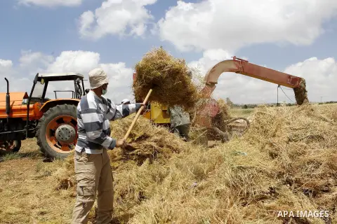Palestinians harvest wheat and barley in a field in the West Bank city of Hebron on May 06, 2016. Photo by Wisam Hashlamoun