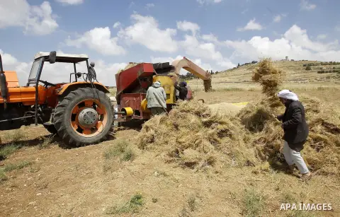 Palestinians harvest wheat and barley in a field in the West Bank city of Hebron on May 06, 2016. Photo by Wisam Hashlamoun