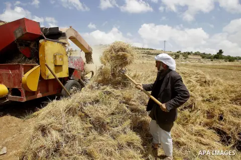 Palestinians harvest wheat and barley in a field in the West Bank city of Hebron on May 06, 2016. Photo by Wisam Hashlamoun
