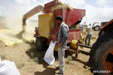 Palestinians harvest wheat and barley in a field in the West Bank city of Hebron on May 06, 2016. Photo by Wisam Hashlamoun
