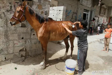 A Palestinian boy cleans a horse outside his family house on the 68th anniversary of the "Nakba" in the southern Gaza Strip town of Khan Younis on May 15, 2016. "Nakba" means in Arabic "catastrophe" in reference to the b...