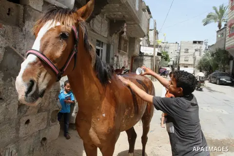 A Palestinian boy cleans a horse outside his family house on the 68th anniversary of the "Nakba" in the southern Gaza Strip town of Khan Younis on May 15, 2016. "Nakba" means in Arabic "catastrophe" in reference to the b...