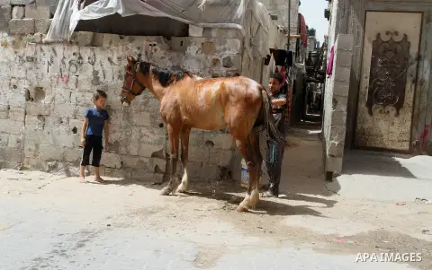 A Palestinian boy cleans a horse outside his family house on the 68th anniversary of the "Nakba" in the southern Gaza Strip town of Khan Younis on May 15, 2016. "Nakba" means in Arabic "catastrophe" in reference to the b...