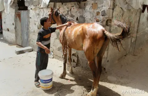 A Palestinian boy cleans a horse outside his family house on the 68th anniversary of the "Nakba" in the southern Gaza Strip town of Khan Younis on May 15, 2016. "Nakba" means in Arabic "catastrophe" in reference to the b...